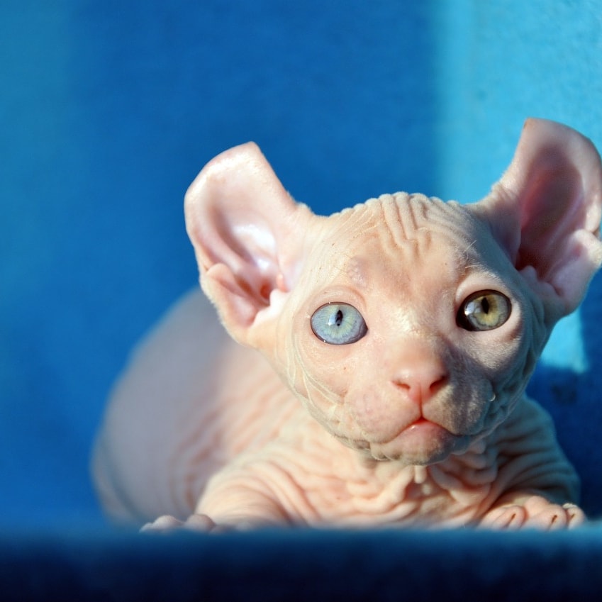 Двельф - Имена для мальчиков - Клички для котов и кошек