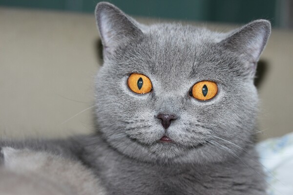 Арлетта - Имена для девочек - Клички для котов и кошек