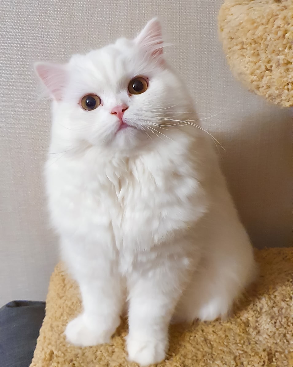 Онни - Имена для мальчиков - Клички для котов и кошек