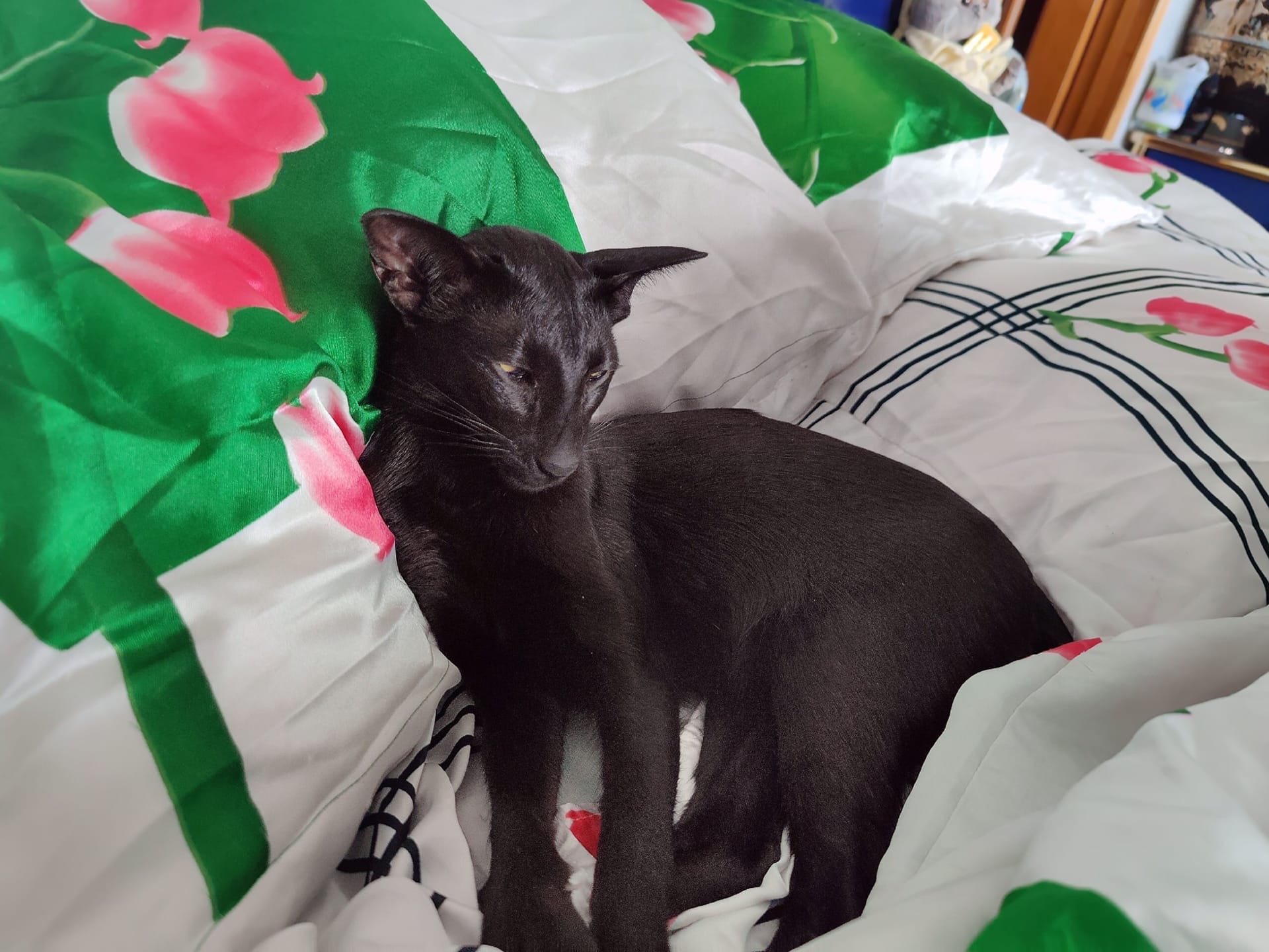 Ава - Имена для девочек - Клички для котов и кошек