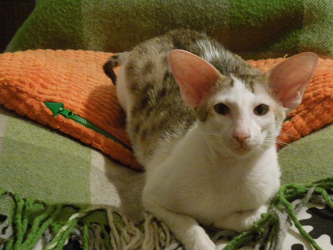 Тсол - Имена для мальчиков - Клички для котов и кошек