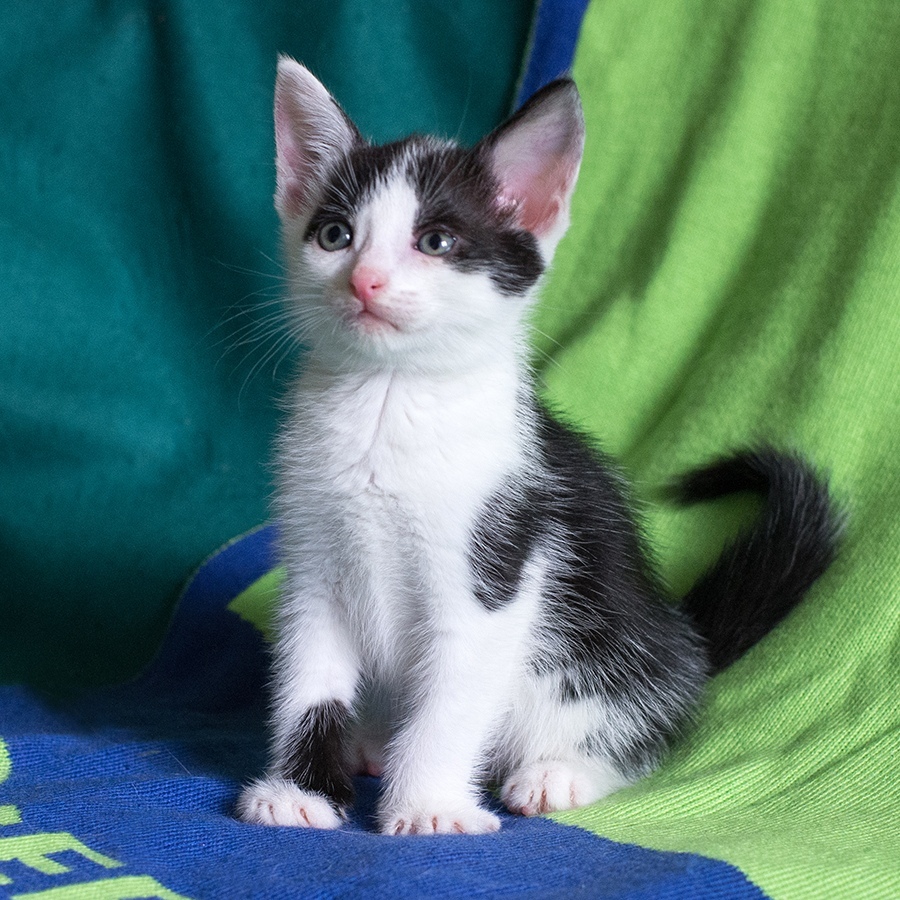 Поля - Имена для девочек - Клички для котов и кошек