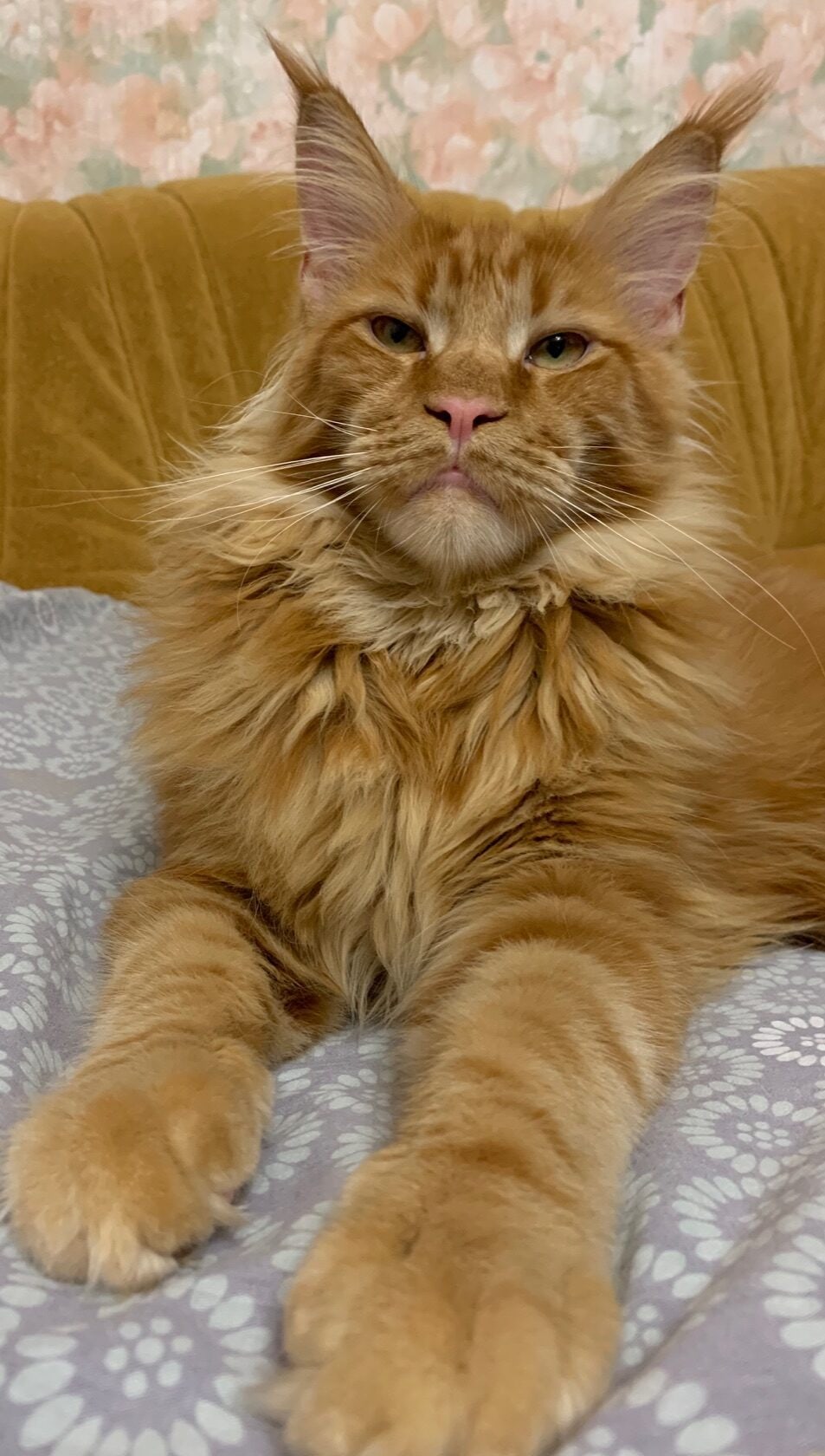 Сырник - Имена для мальчиков - Клички для котов и кошек