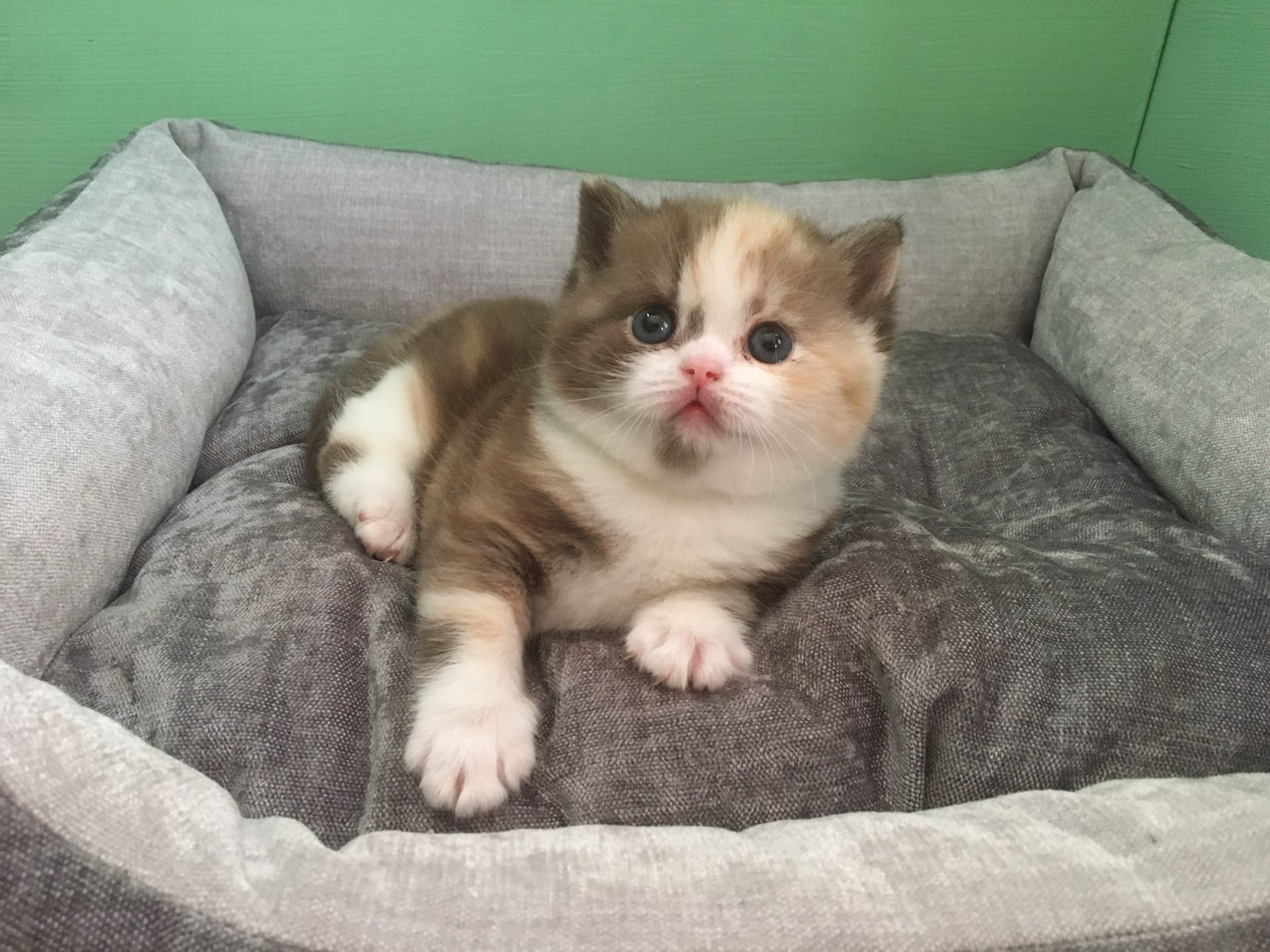 Ханти - Имена для девочек - Клички для котов и кошек