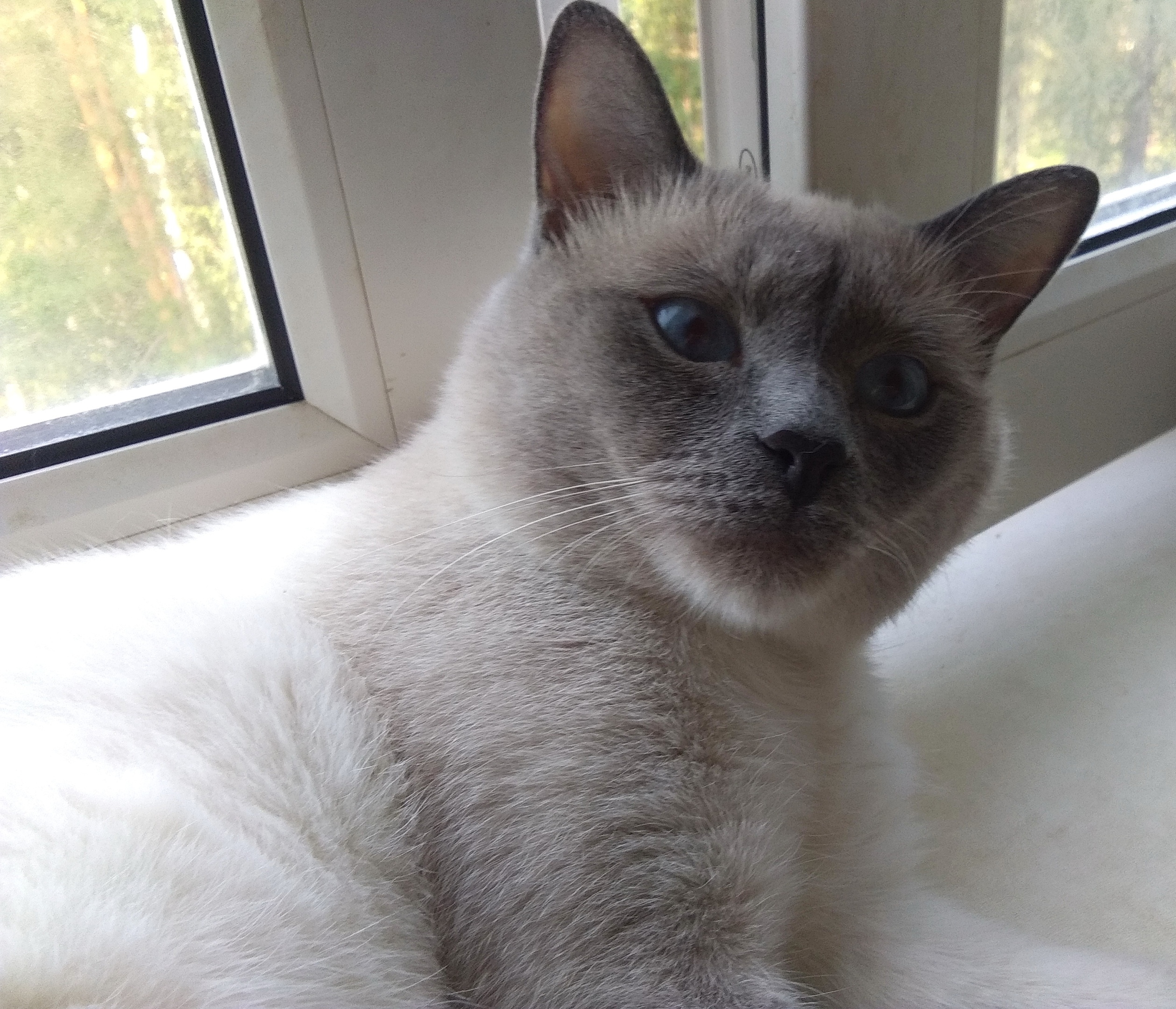 Зейн - Имена для мальчиков - Клички для котов и кошек