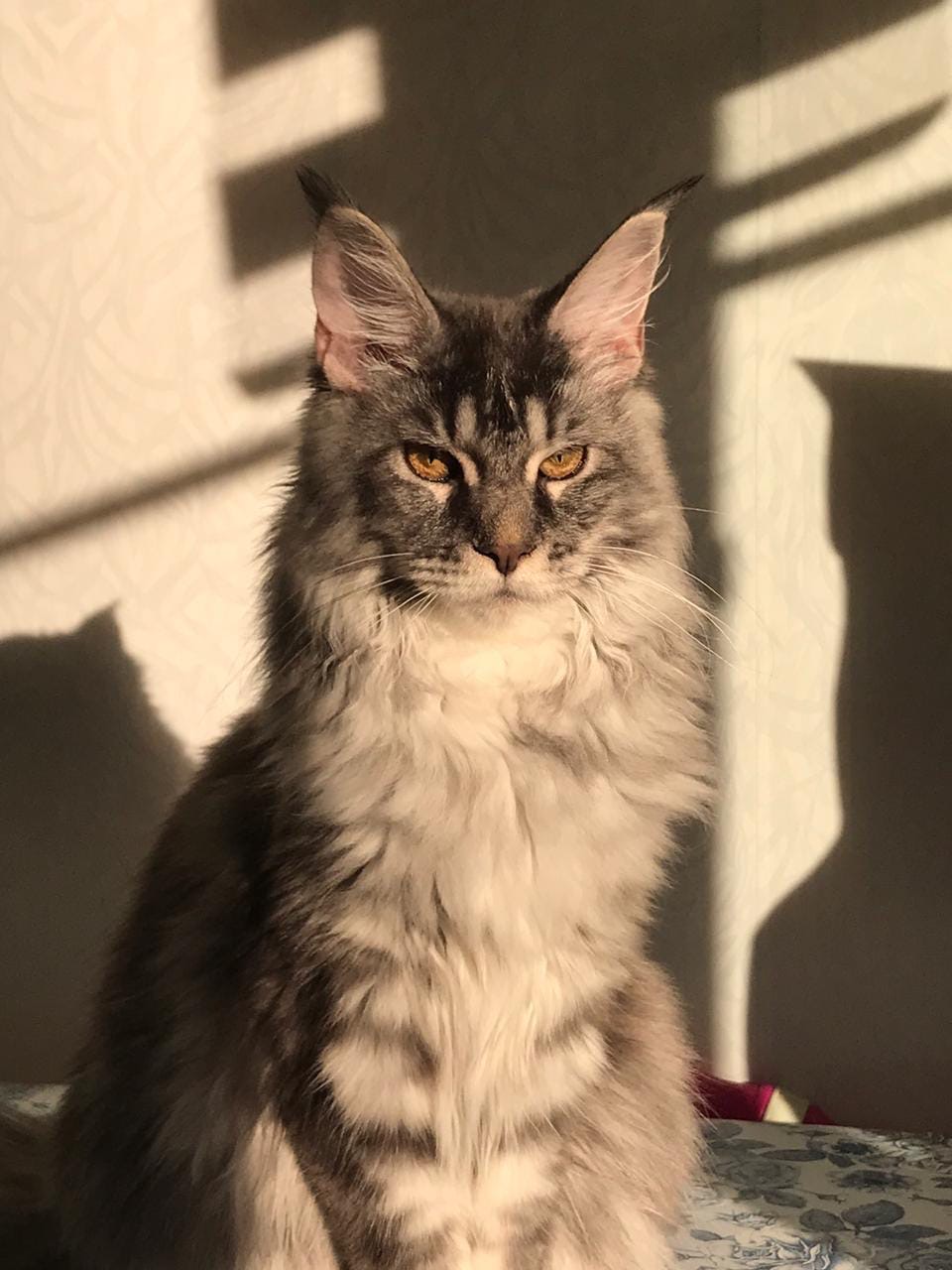 Адель - Имена для девочек - Клички для котов и кошек