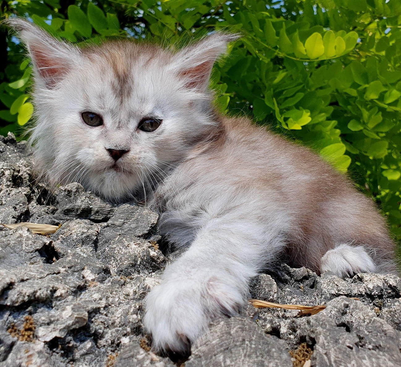 Шадед - Имена для девочек - Клички для котов и кошек