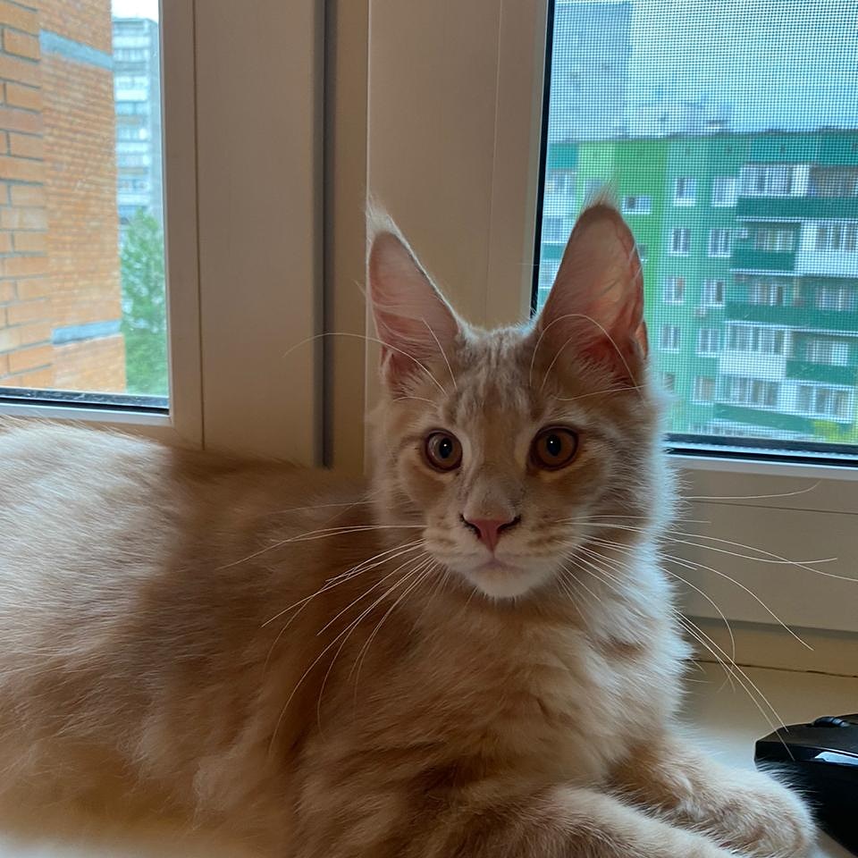 Аксель - Имена для мальчиков - Клички для котов и кошек