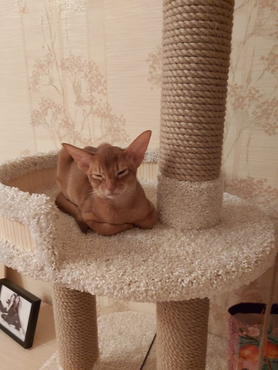 Елисей - Имена для мальчиков - Клички для котов и кошек