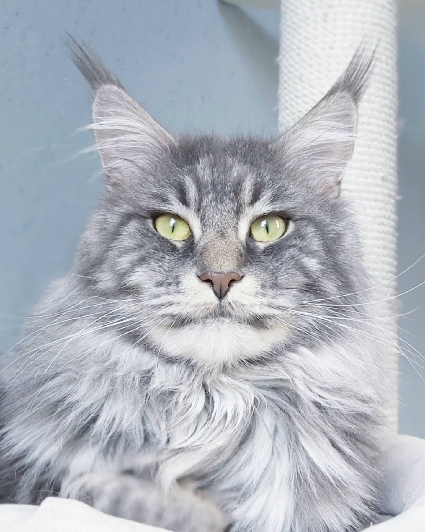 Эльф - Имена для мальчиков - Клички для котов и кошек