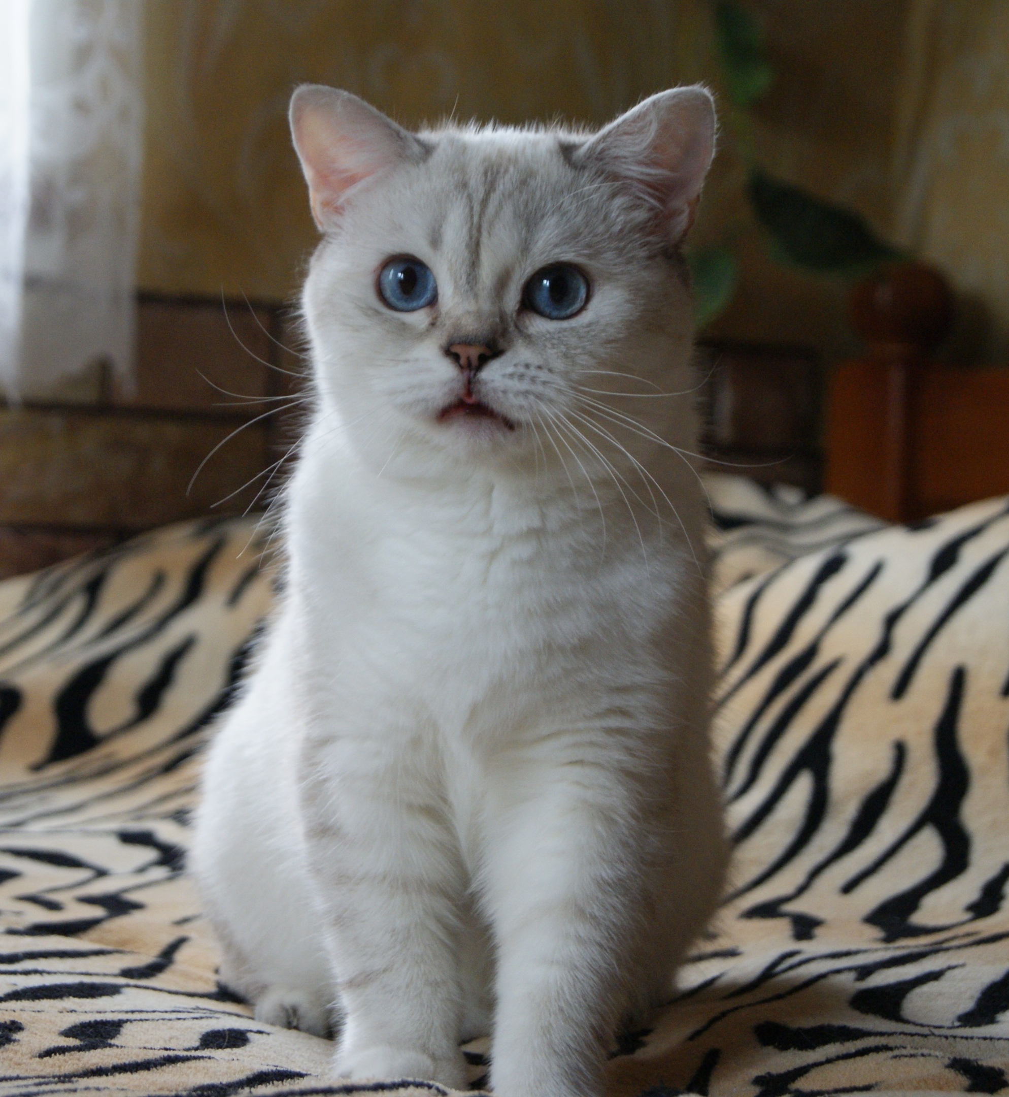 Соня - Имена для девочек - Клички для котов и кошек