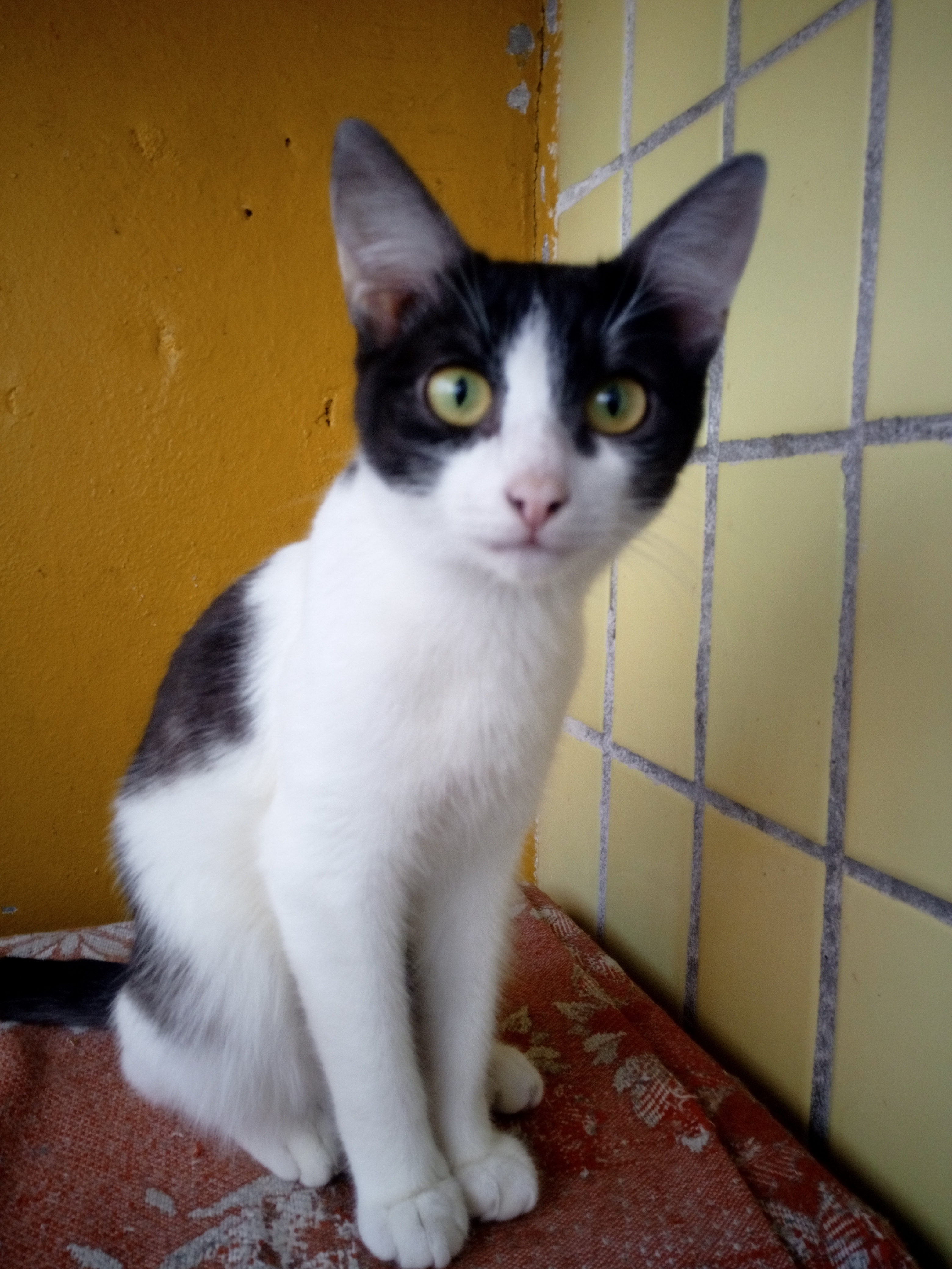 Тошка - Имена для мальчиков - Клички для котов и кошек