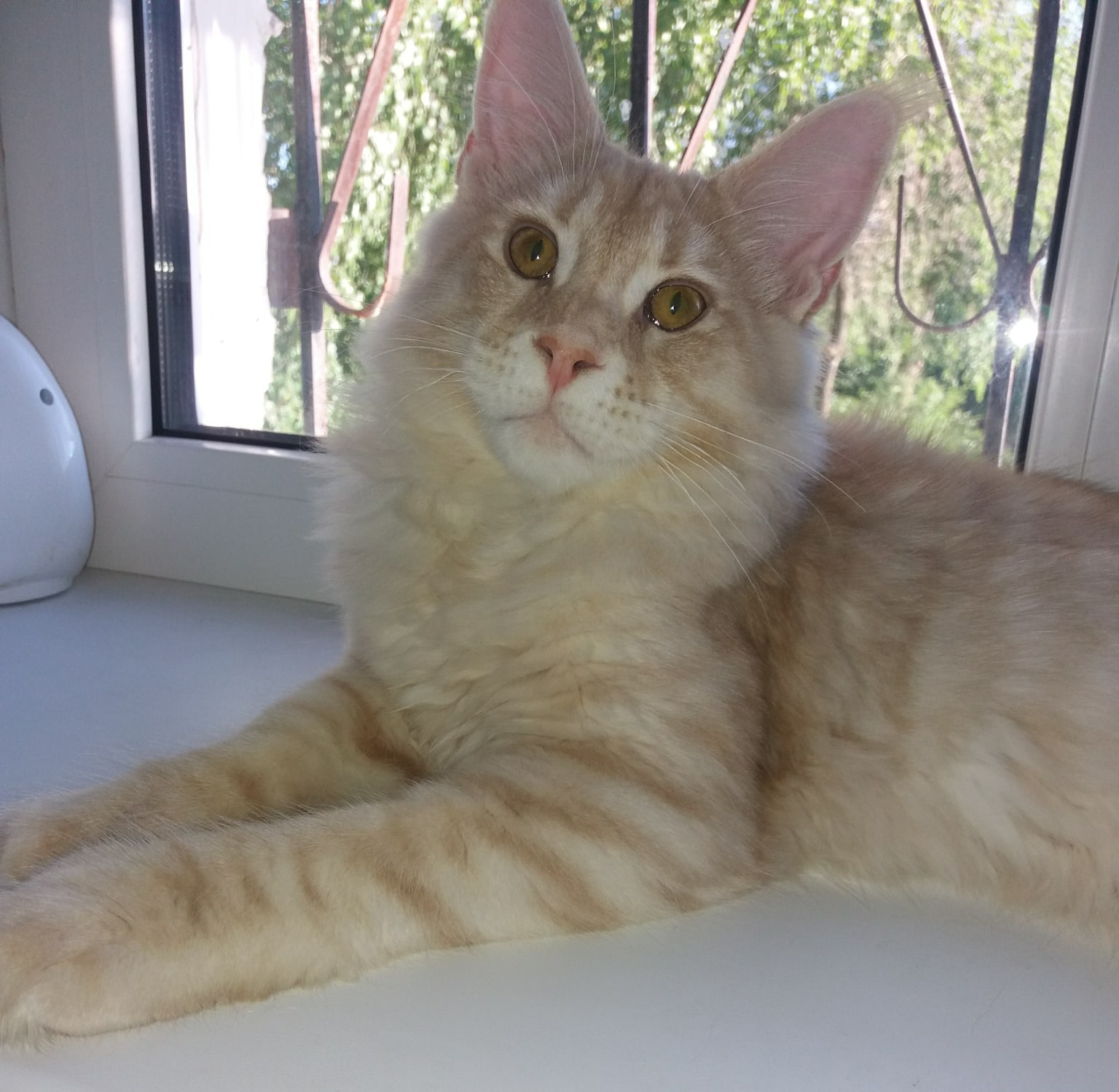 Каспер - Имена для мальчиков - Клички для котов и кошек