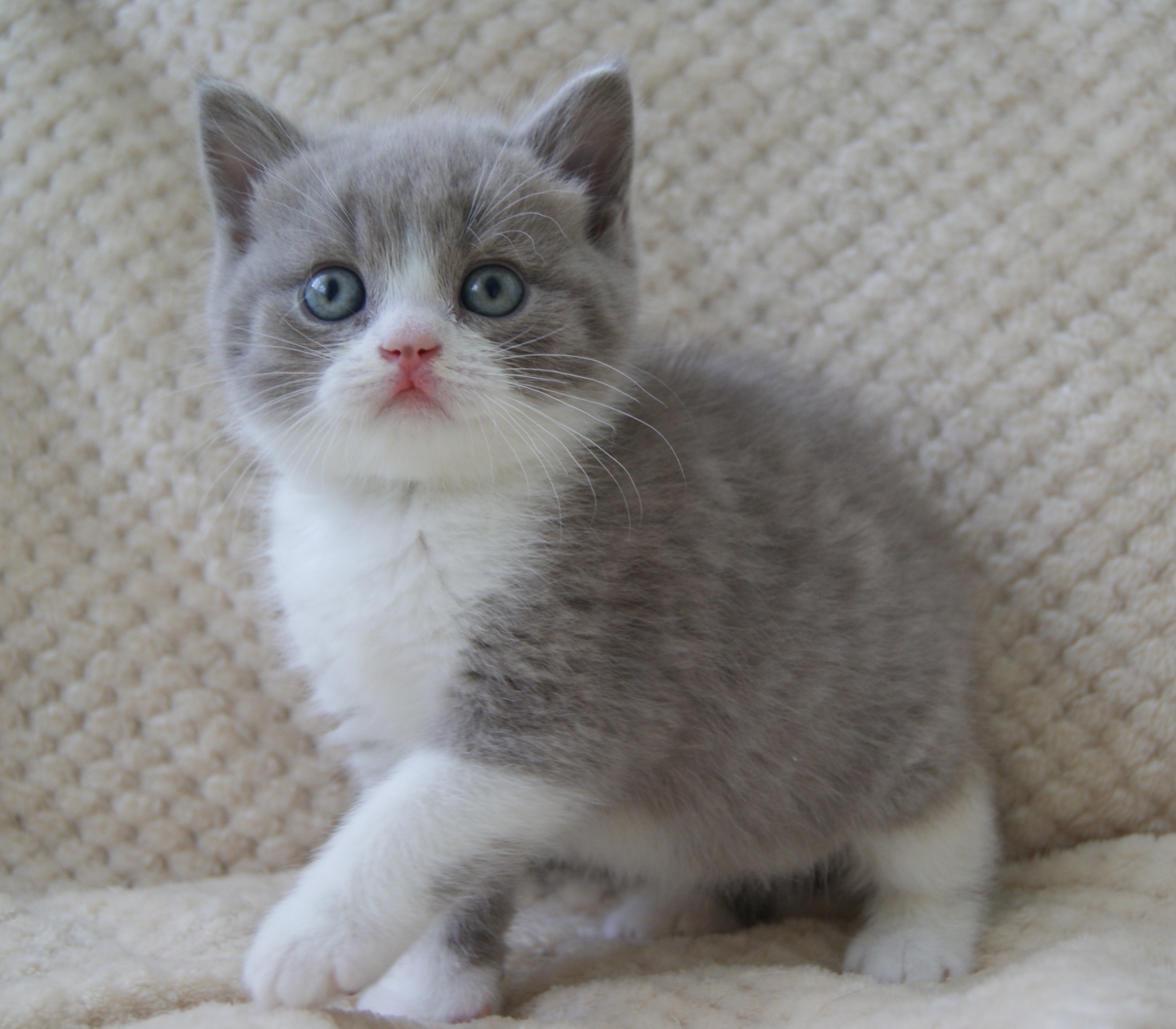 Юджин - Имена для мальчиков - Клички для котов и кошек