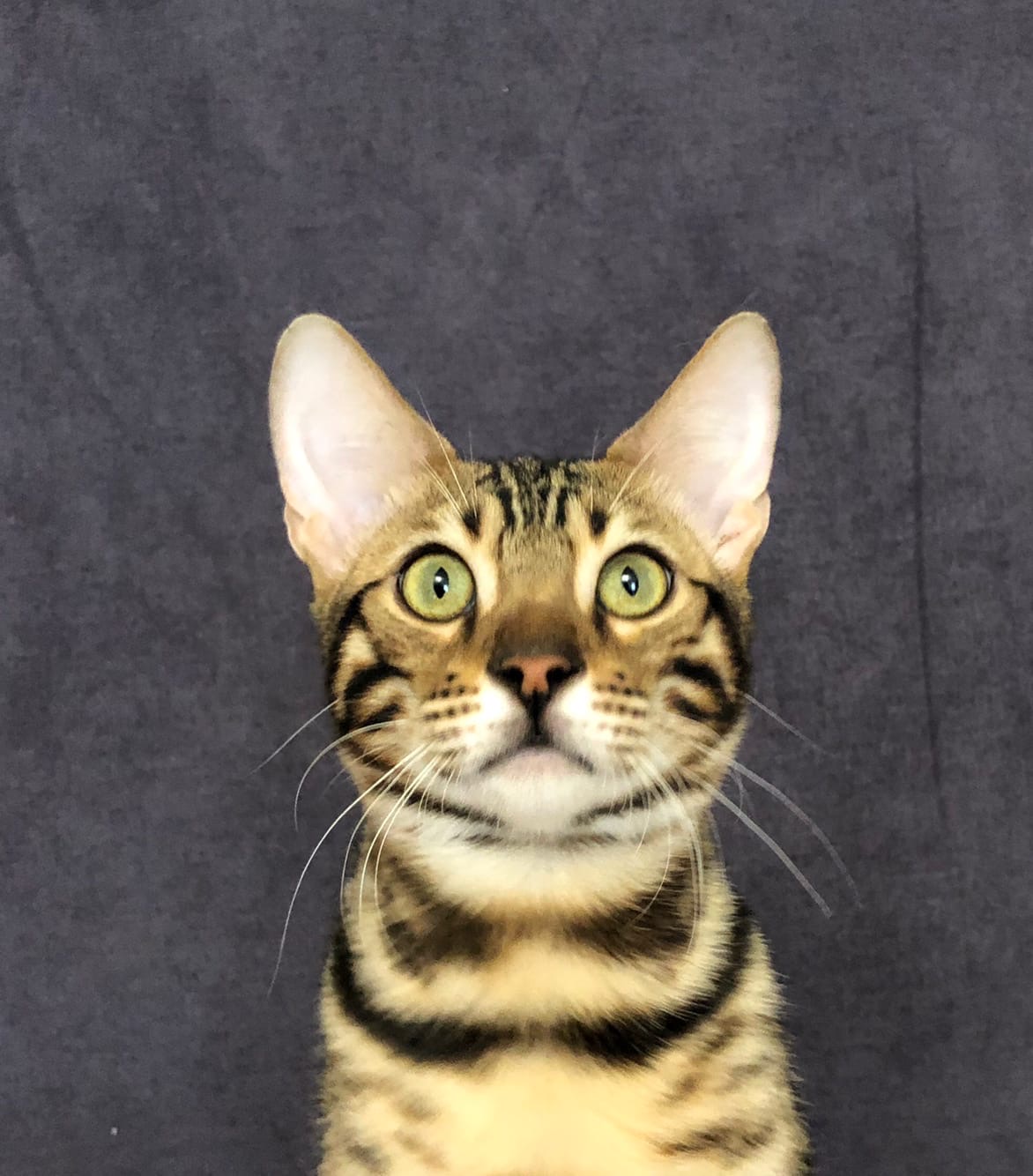 Рома - Имена для мальчиков - Клички для котов и кошек