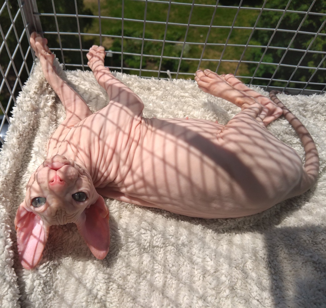 Бренда - Имена для девочек - Клички для котов и кошек