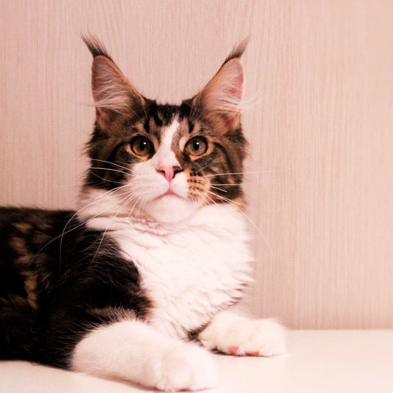 Вентура - Имена для мальчиков - Клички для котов и кошек