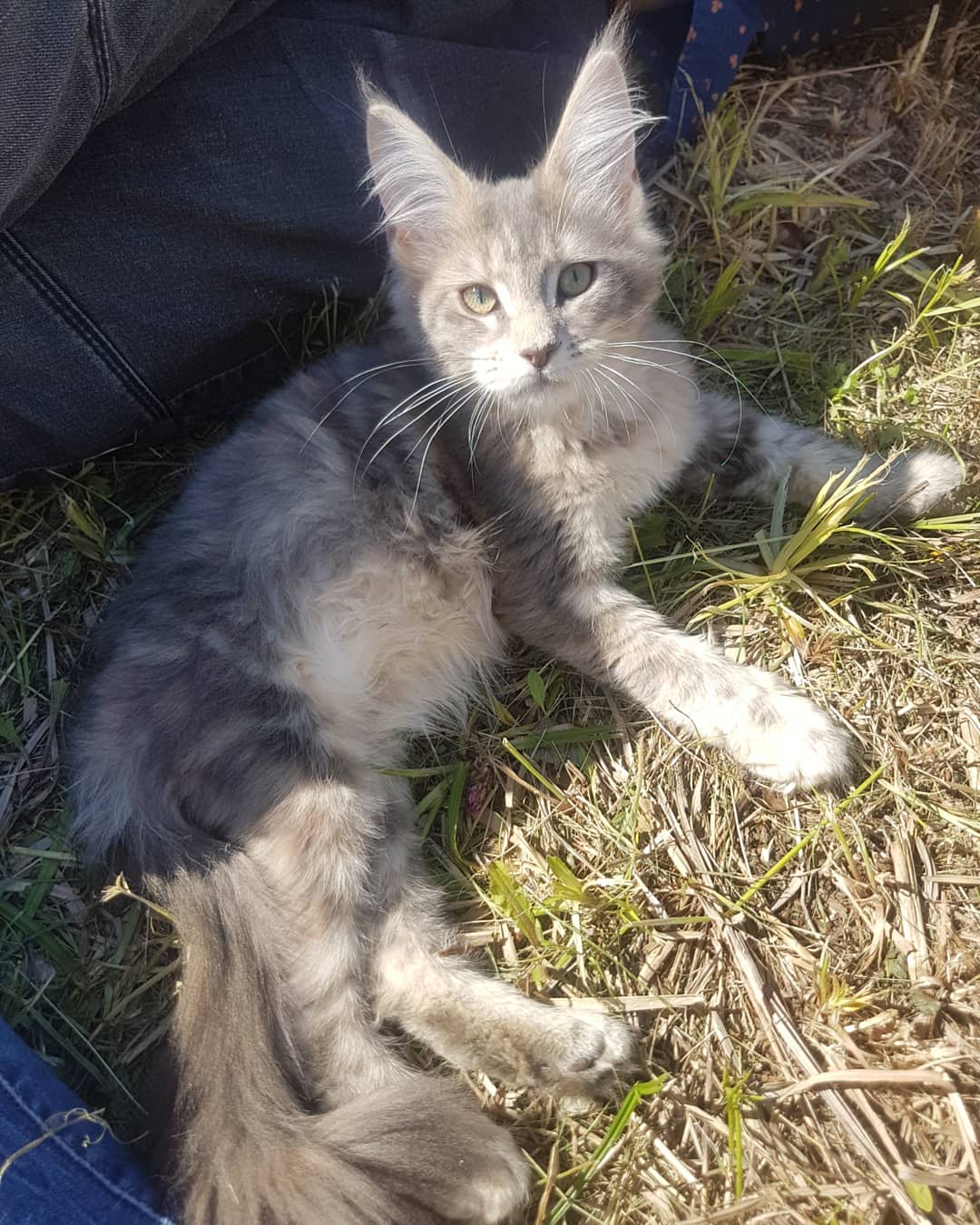 Вита - Имена для девочек - Клички для котов и кошек