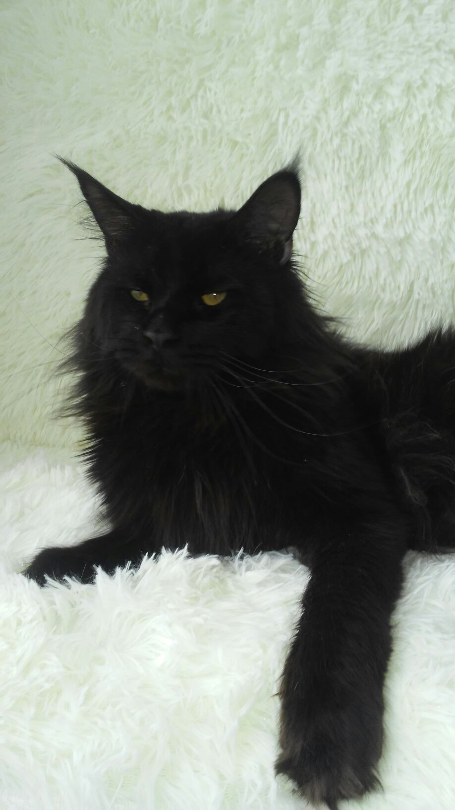 Халк - Имена для мальчиков - Клички для котов и кошек