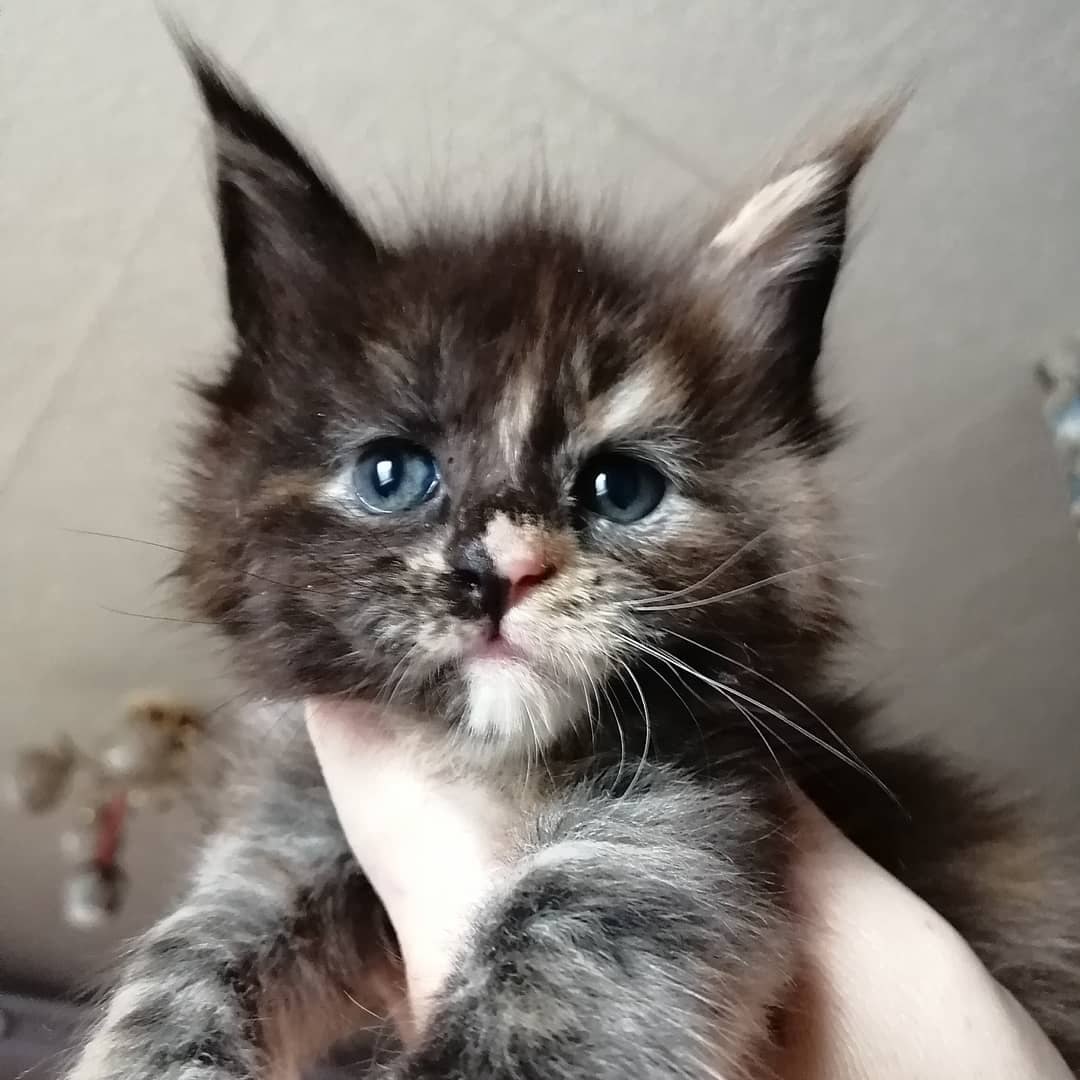 Гугуша - Имена для девочек - Клички для котов и кошек