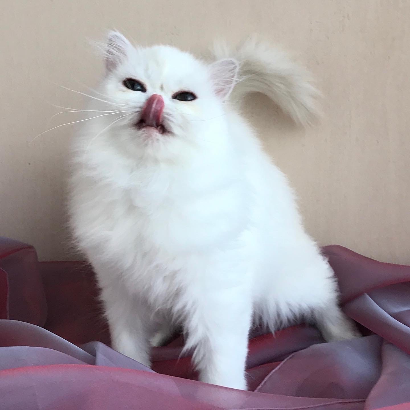 Мэгги - Имена для девочек - Клички для котов и кошек