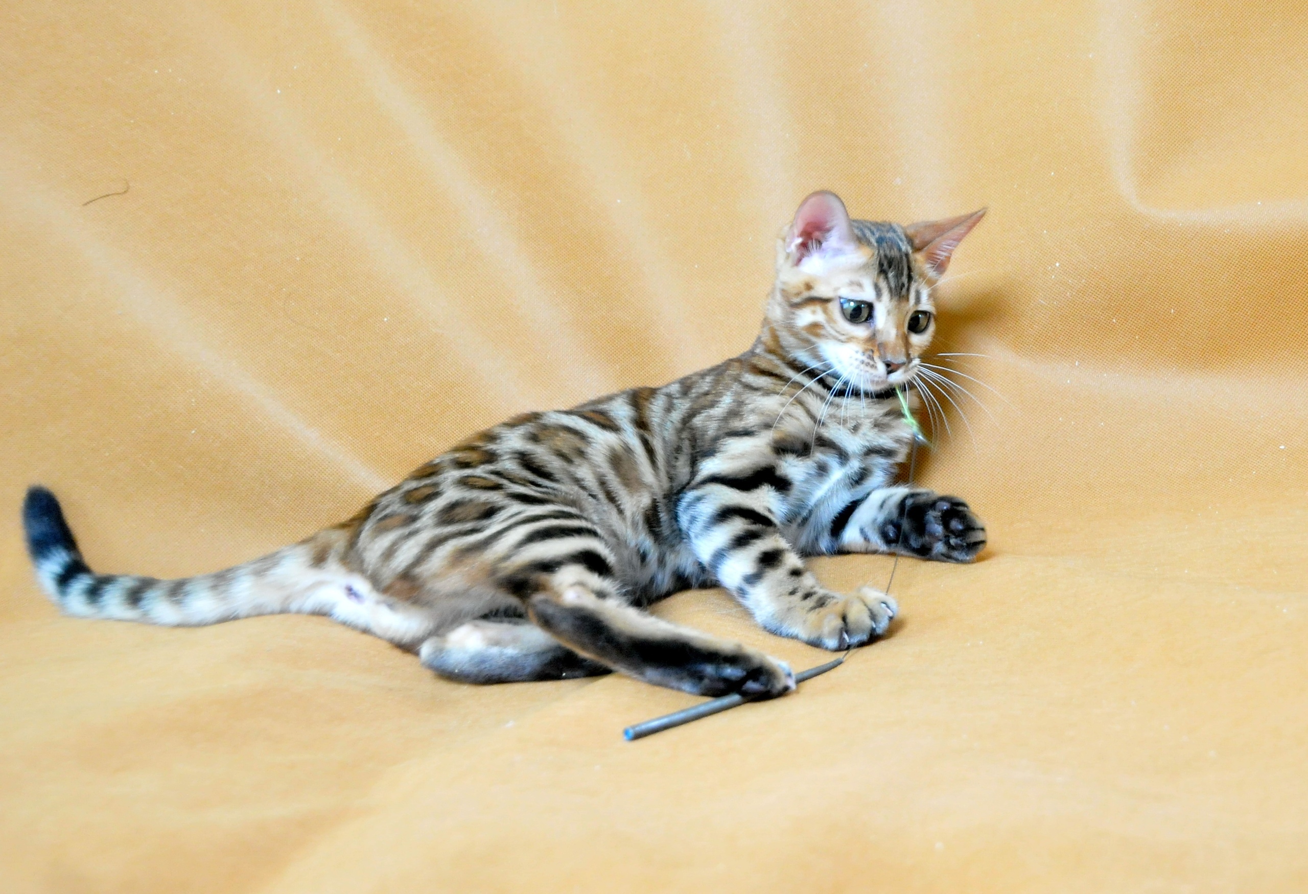 Стефани - Имена для девочек - Клички для котов и кошек