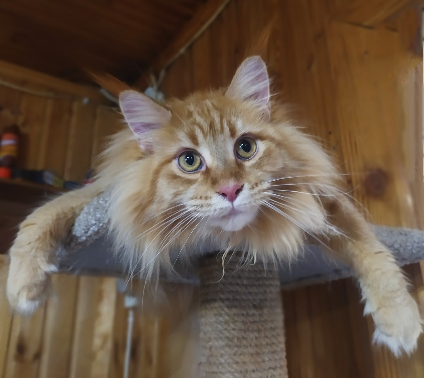 Глория - Имена для девочек - Клички для котов и кошек