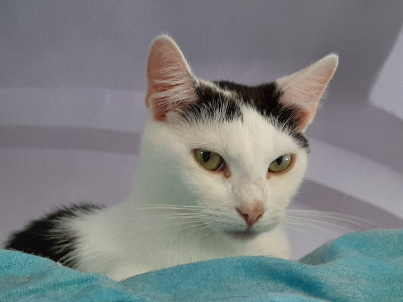 Чуня - Имена для девочек - Клички для котов и кошек