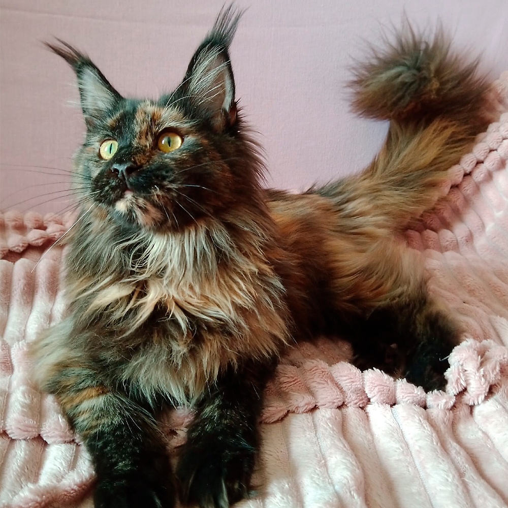 Ерика - Имена для девочек - Клички для котов и кошек