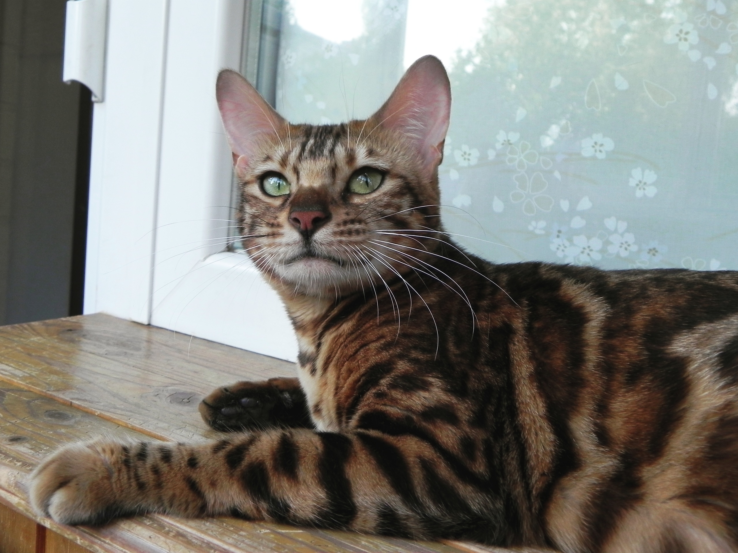 Джина - Имена для девочек - Клички для котов и кошек