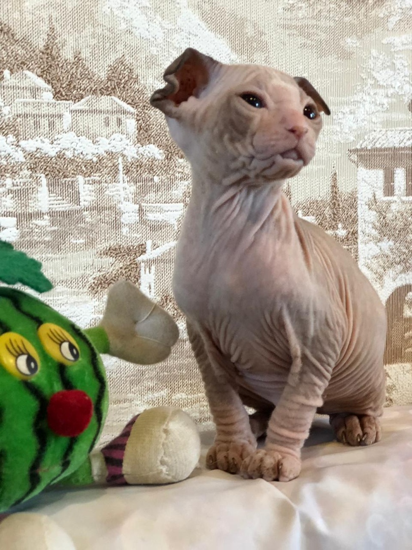 Верона - Имена для девочек - Клички для котов и кошек