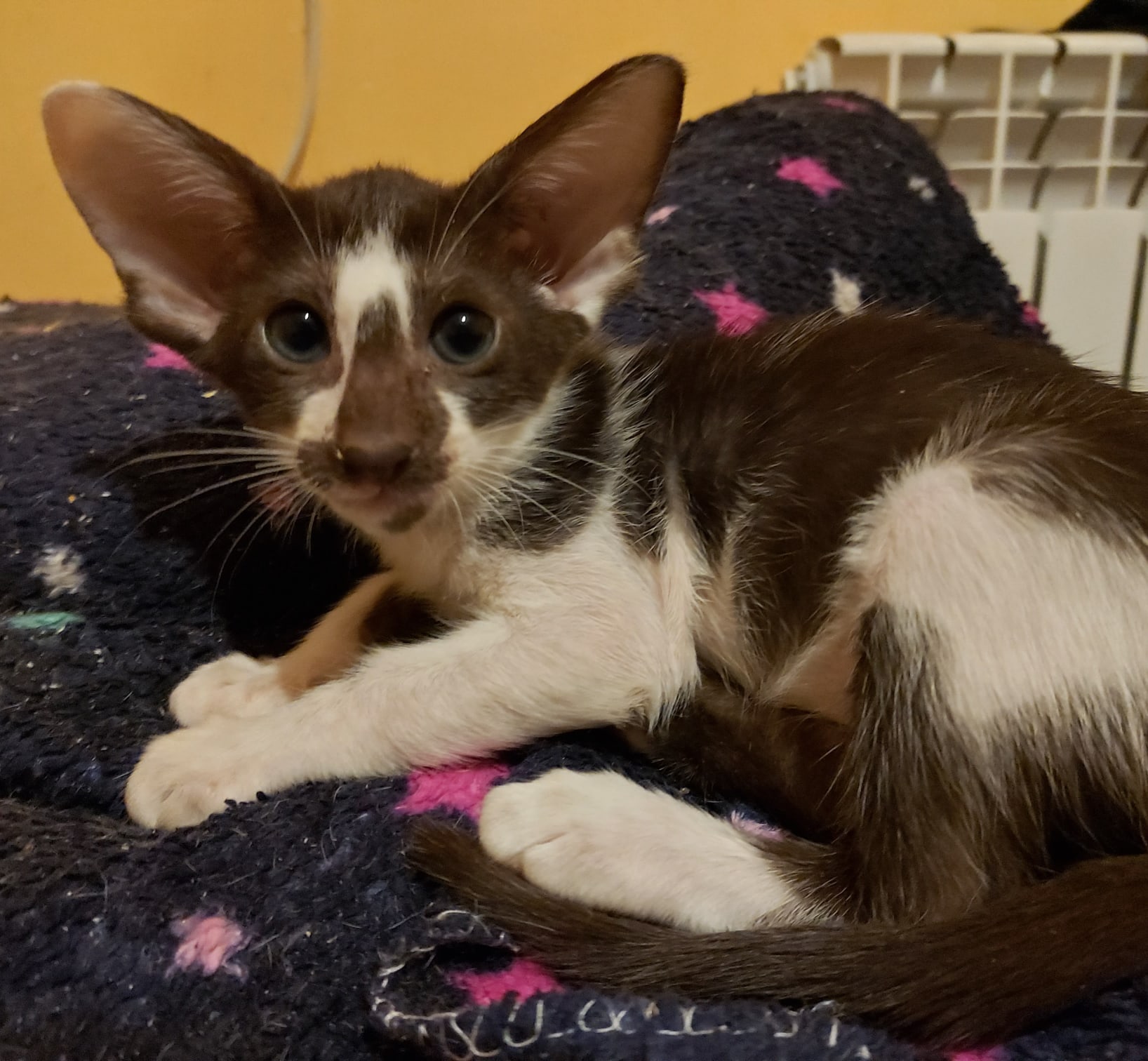 Пося - Имена для мальчиков - Клички для котов и кошек