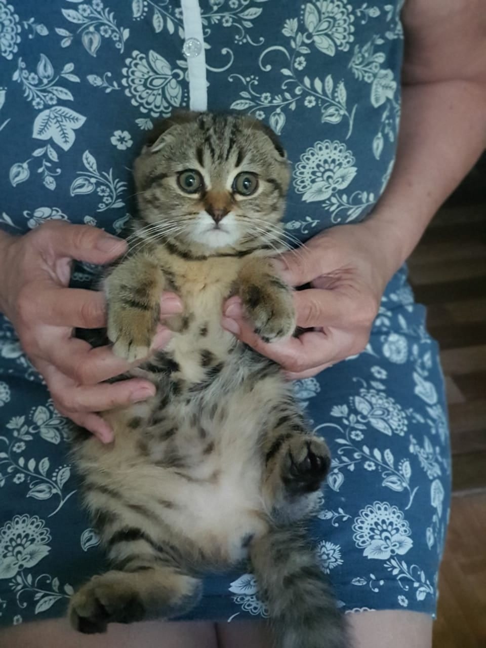 Изабель - Имена для девочек - Клички для котов и кошек