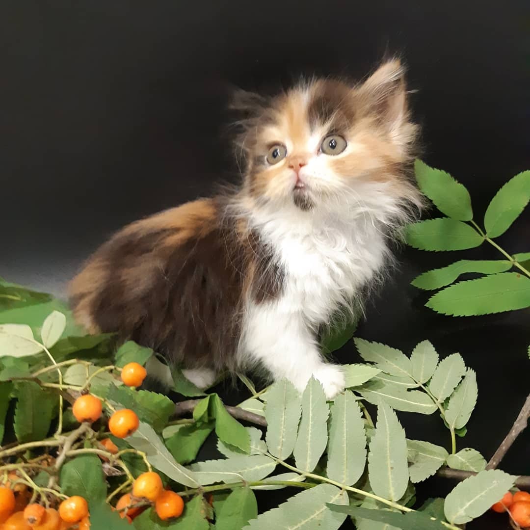 Арабика - Имена для девочек - Клички для котов и кошек