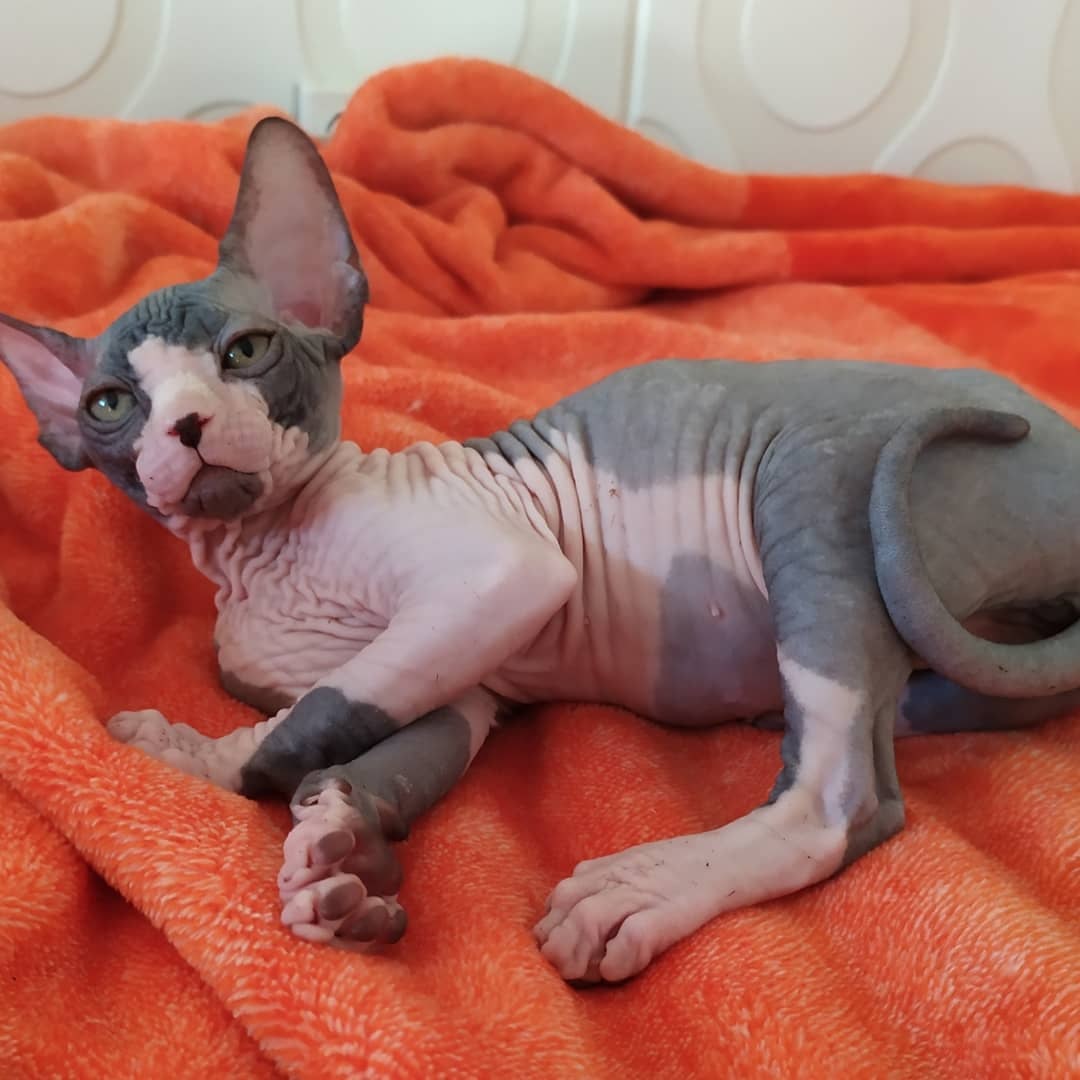 Мия -  - Клички для котов и кошек