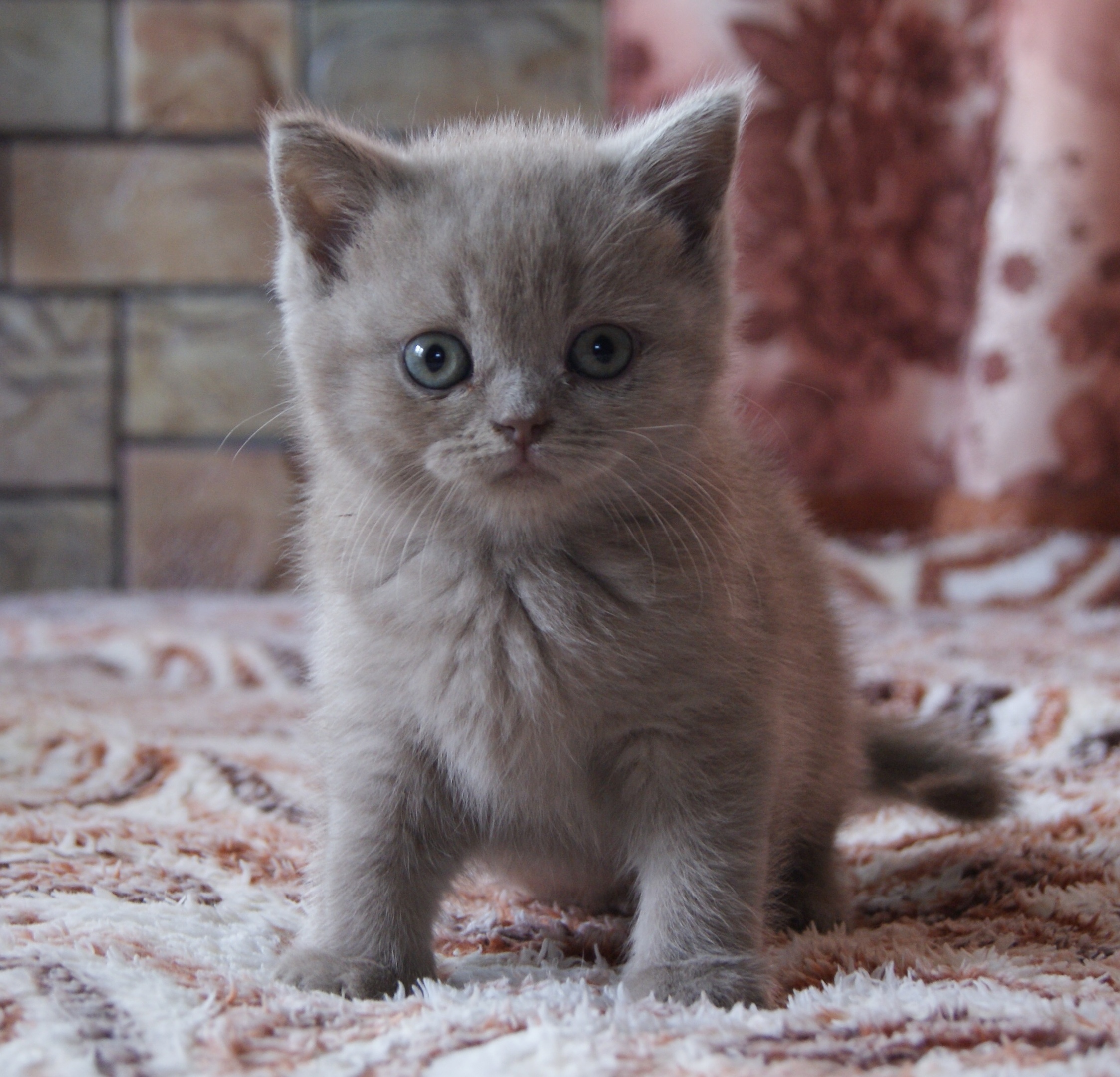 Ягода - Имена для девочек - Клички для котов и кошек