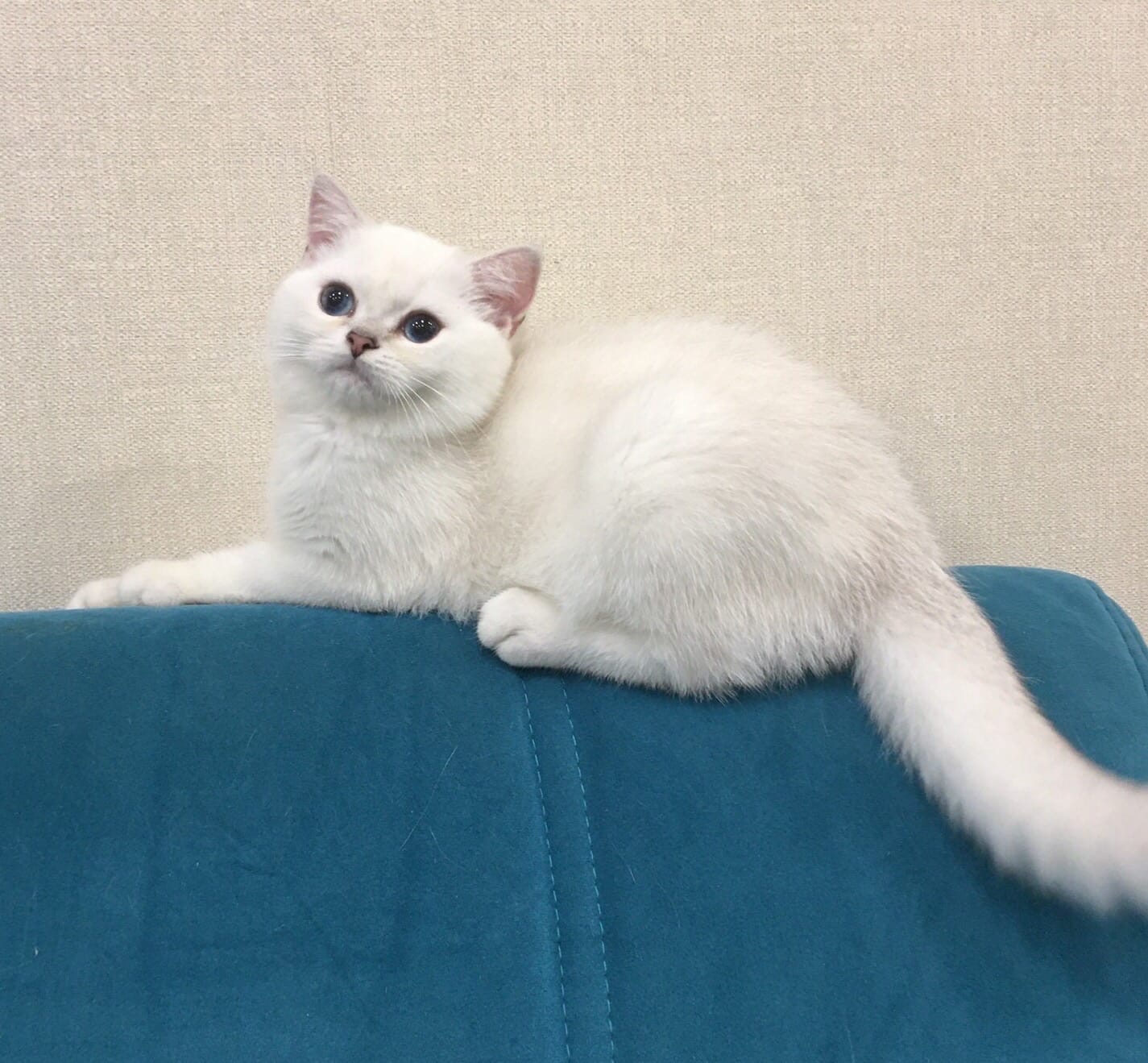 Океаша - Имена для мальчиков - Клички для котов и кошек