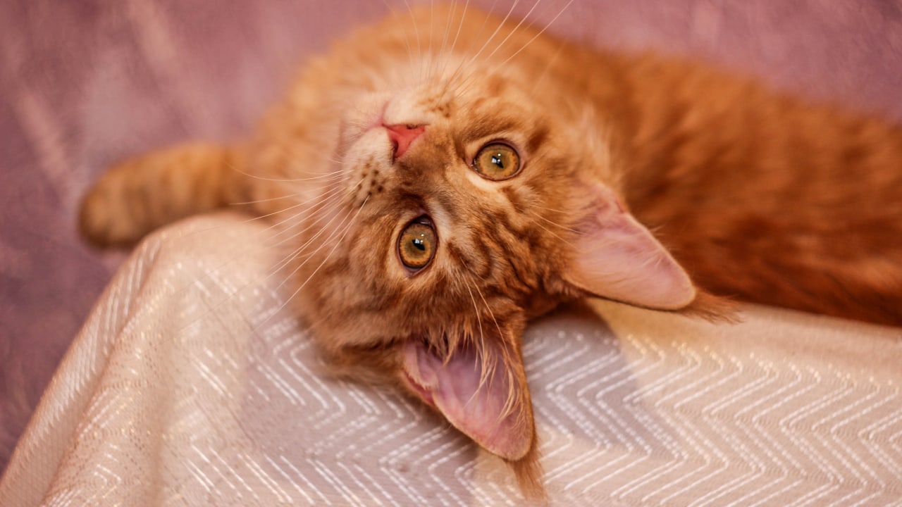 Мускат - Имена для мальчиков - Клички для котов и кошек