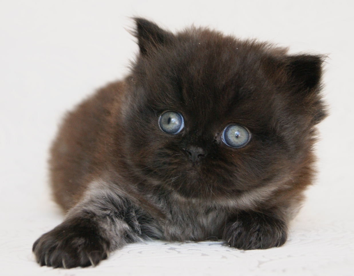 Тонго - Имена для мальчиков - Клички для котов и кошек