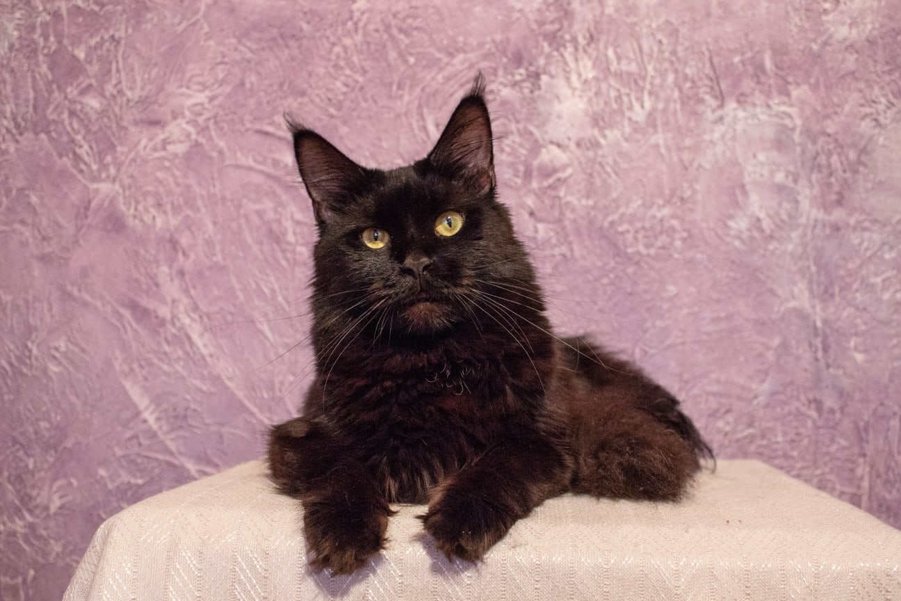 Ладезь - Имена для девочек - Клички для котов и кошек