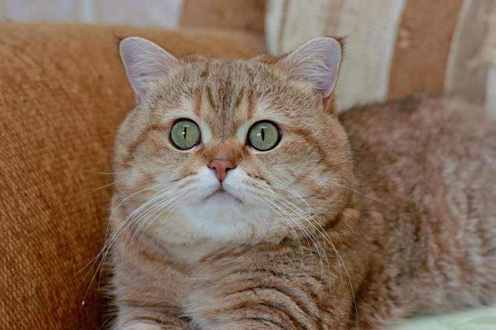 Гич - Имена для мальчиков - Клички для котов и кошек