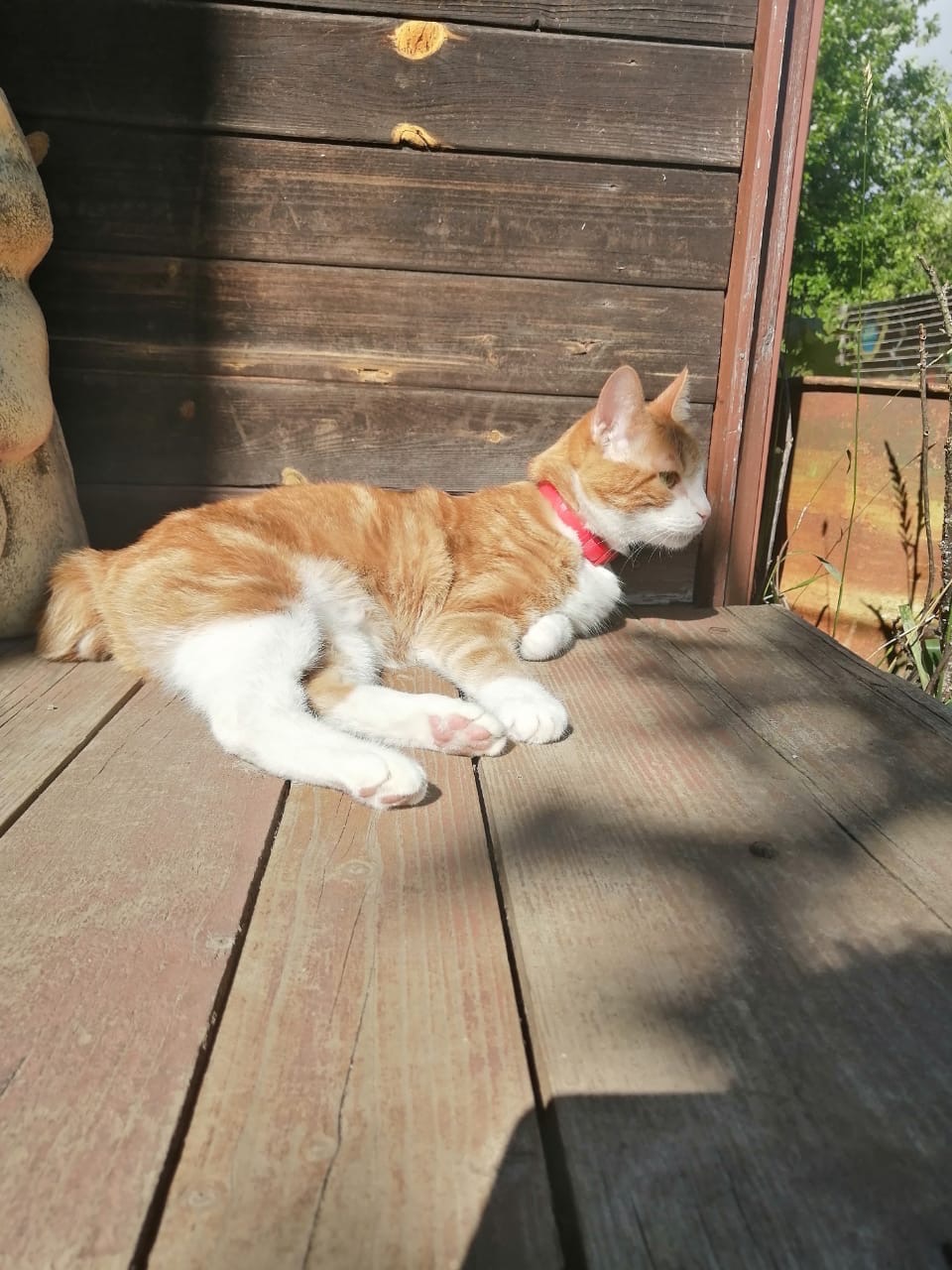 Серафима - Имена для девочек - Клички для котов и кошек