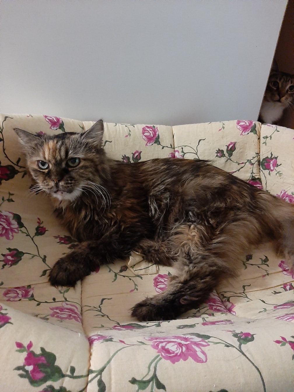 Ксеня - Имена для девочек - Клички для котов и кошек