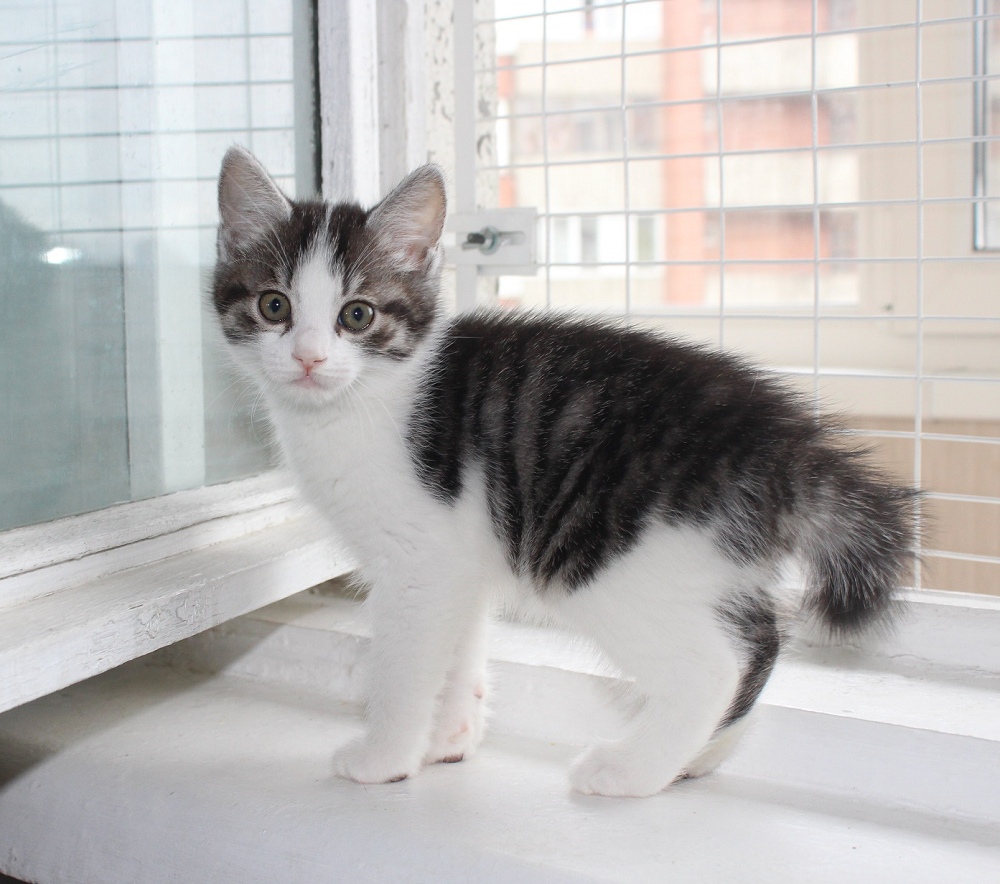 Найс - Имена для мальчиков - Клички для котов и кошек