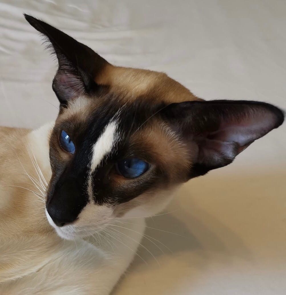 Бруно - Имена для мальчиков - Клички для котов и кошек