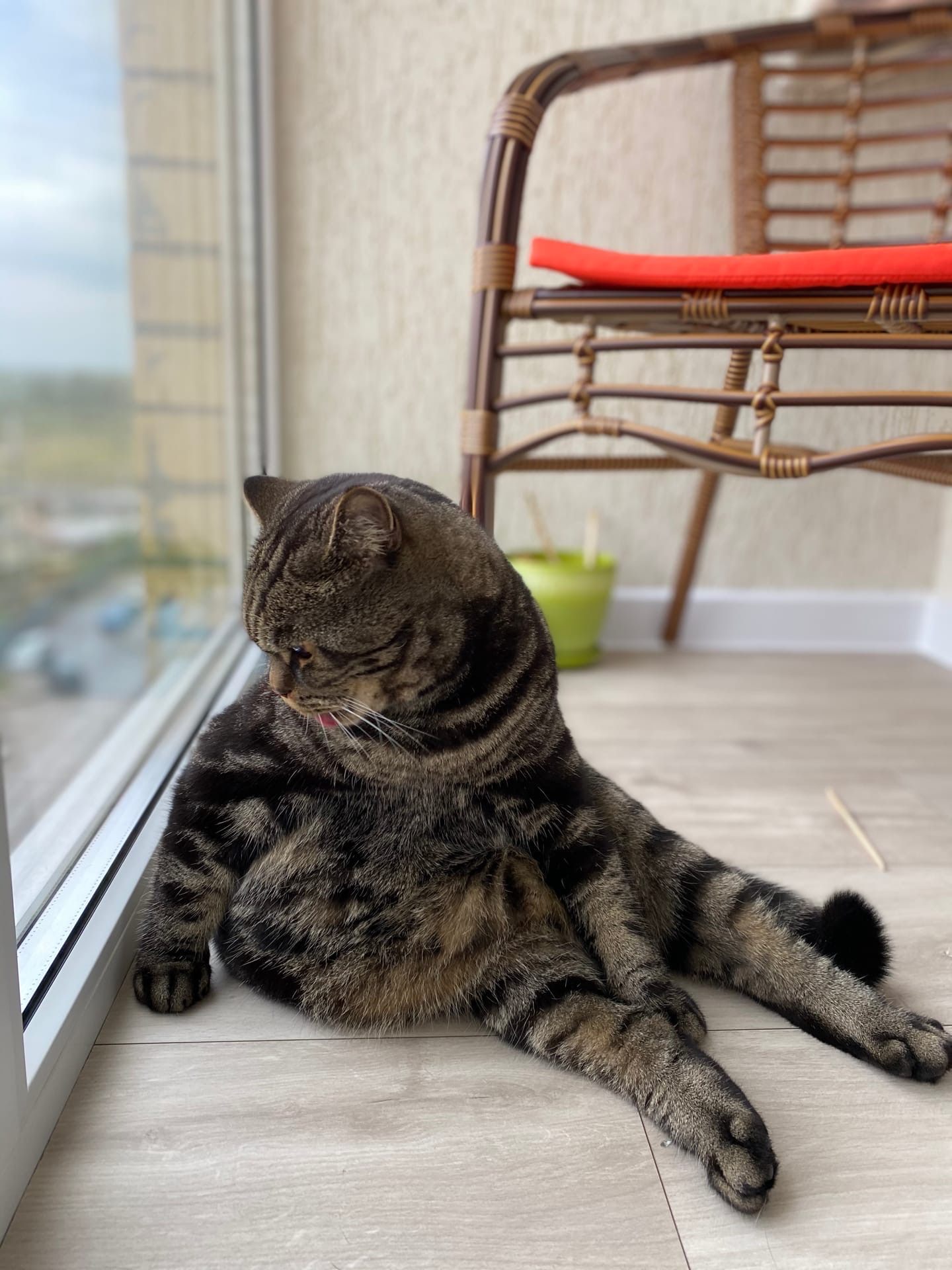 Джан - Имена для мальчиков - Клички для котов и кошек