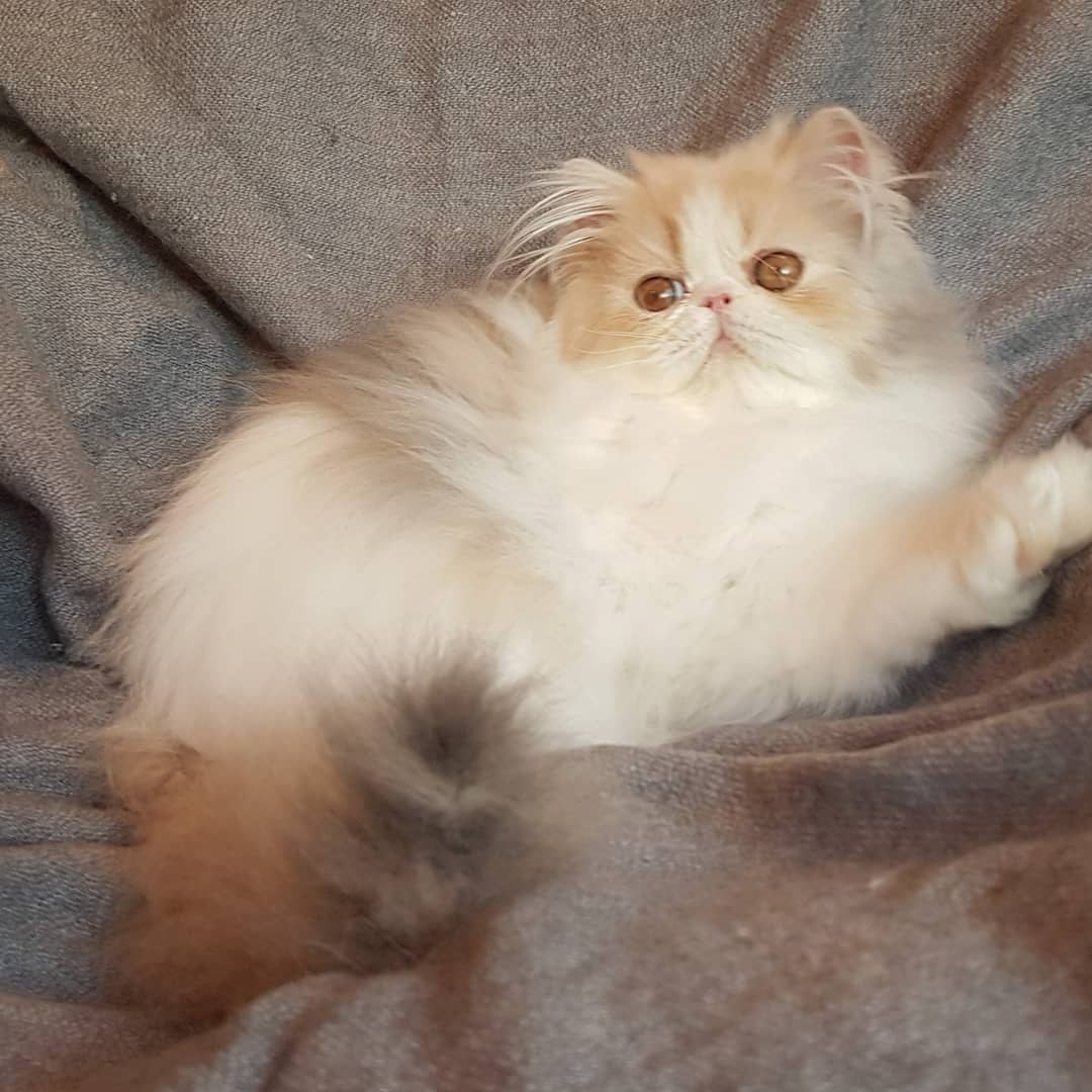 Изабелла - Имена для девочек - Клички для котов и кошек