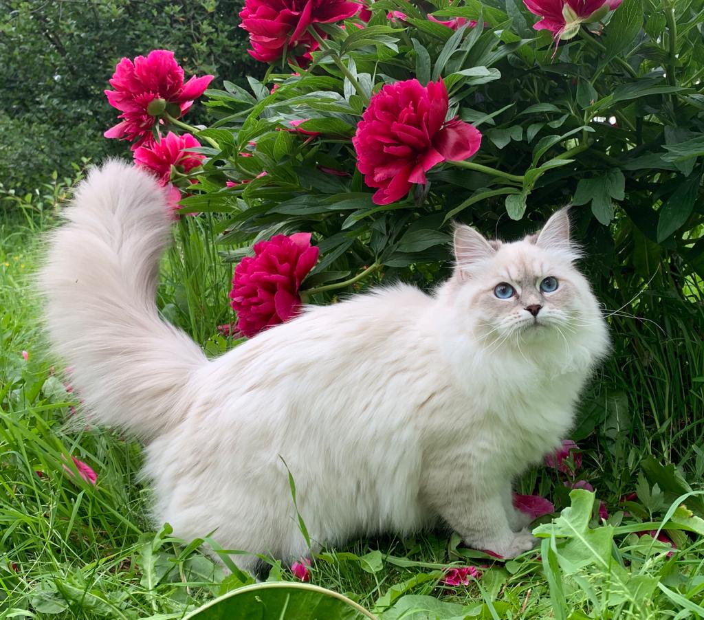 Юлия - Имена для девочек - Клички для котов и кошек