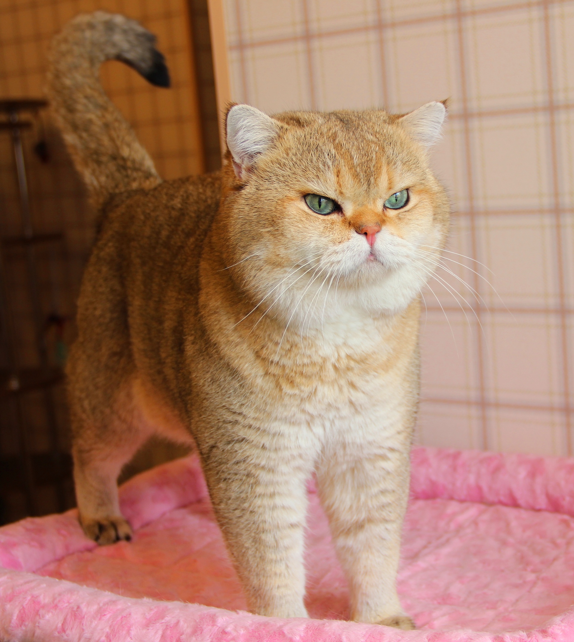 Хани - Имена для девочек - Клички для котов и кошек