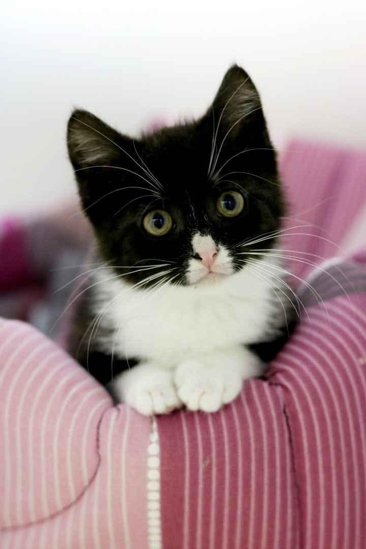 Шуня - Имена для девочек - Клички для котов и кошек